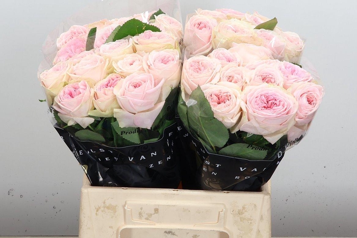 <h4>R Gr Bal Summerhouse</h4>