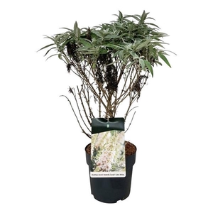 Buddleja d. B. Candy Little White