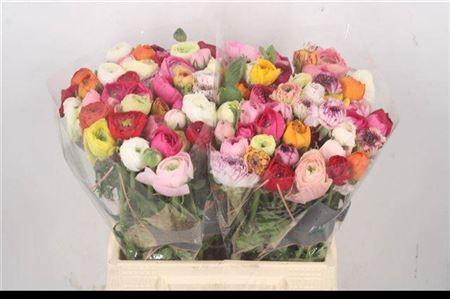 Ran El. Mixed In Bunch