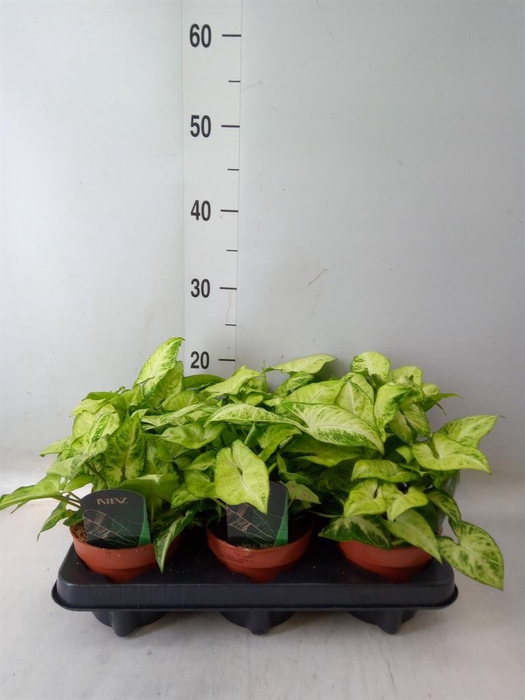 <h4>Syngonium 'Arrow'</h4>