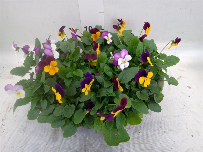 <h4>Viola   ...</h4>