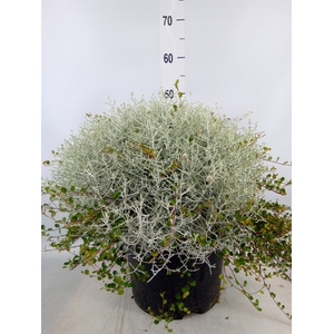 Leucophyta  'Silvercalos' [Calocep]
