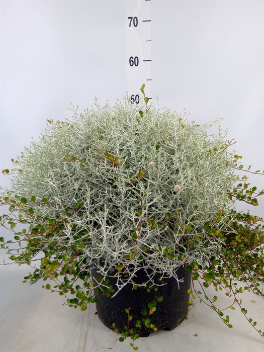 <h4>Leucophyta  'Silvercalos' [Calocep]</h4>