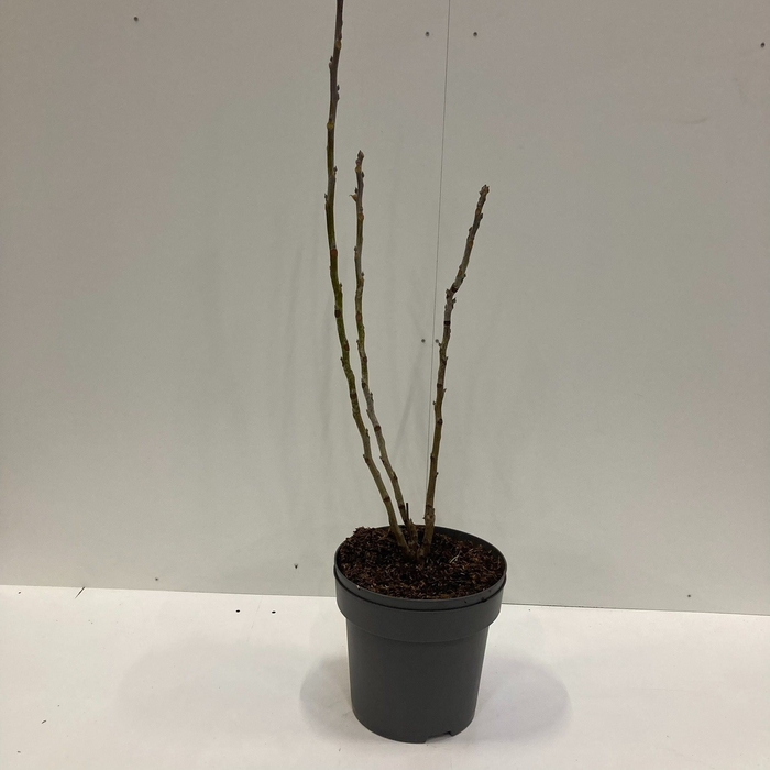 <h4>Decaisnea fargesii C12 80-100</h4>