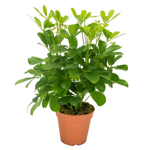 Schefflera Nora Vertakt