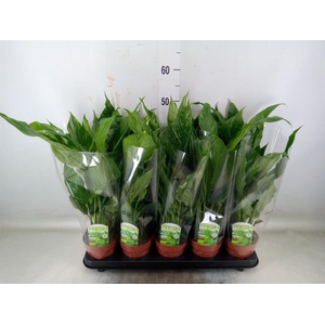 Spathiphyllum  'Diamond'