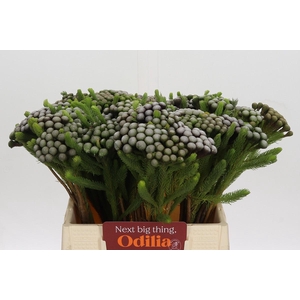 Cape Green Albiflora