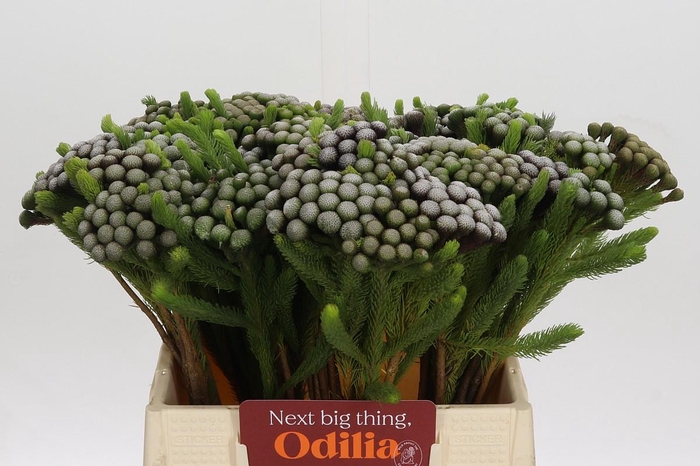 <h4>Cape Green Albiflora</h4>