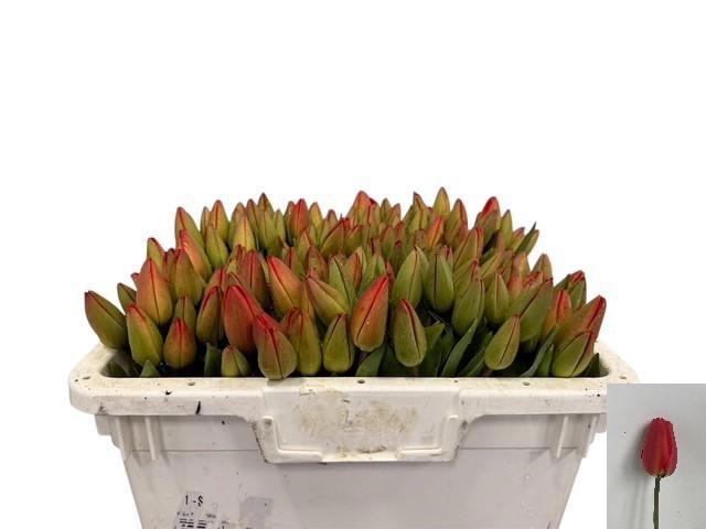 <h4>TU EN PARADE ROOD</h4>