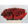 Hypericum True Romance