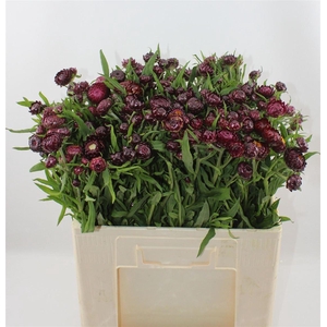 Helichrysum Ov