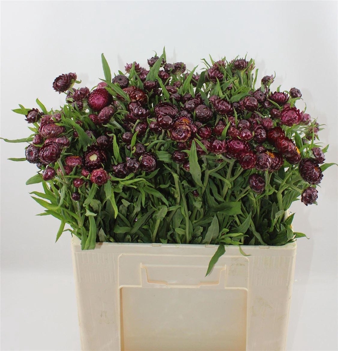<h4>Helichrysum Ov</h4>