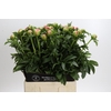 Paeonia Coral Sunset