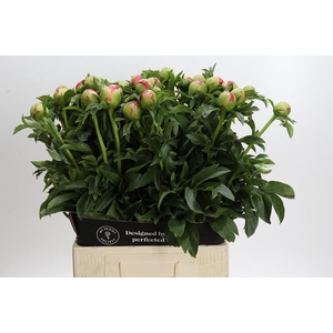 Paeonia Coral Sunset