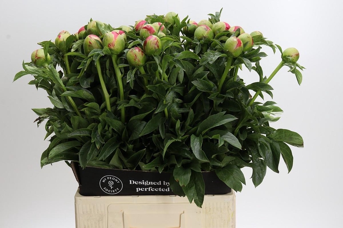 Paeonia Coral Sunset