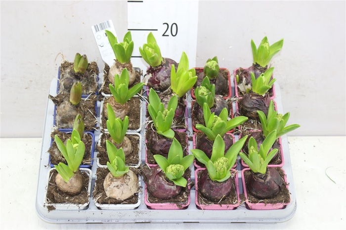 <h4>Hyacinthus Gemengd 1pp</h4>