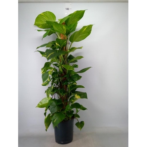 Epipremnum pinn.   ...moss stick