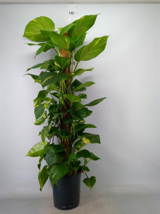 <h4>Epipremnum pinn. ...moss stick</h4>