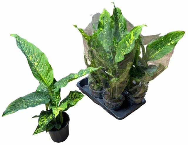 <h4>DIEFF OV SPOTTY</h4>