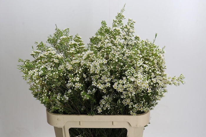 <h4>Chamelaucium Arbel</h4>