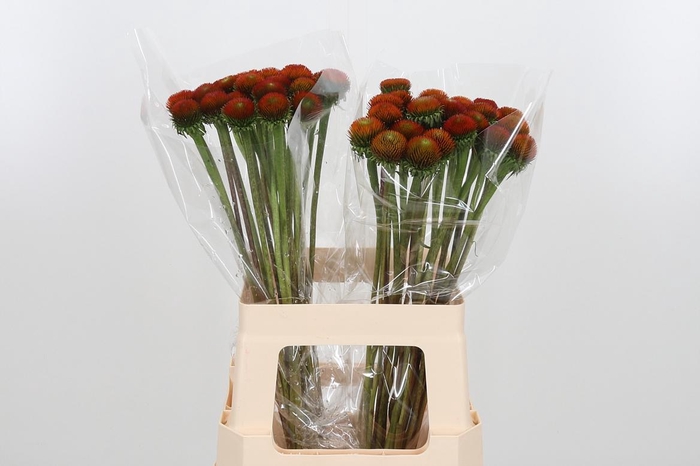 <h4>Echinacea Purpurea</h4>