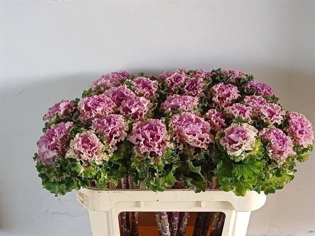 <h4>BRASS CRANE RU ROSE</h4>