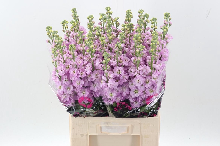 <h4>Matth Mathilda Pink</h4>
