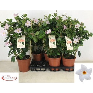 Mandeville Sundaville White