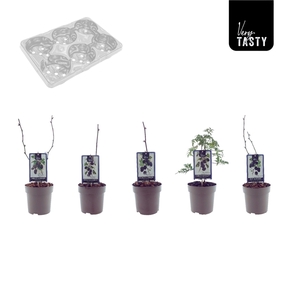 Blackberry Mix-Tray