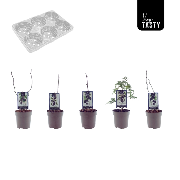 <h4>Blackberry Mix-Tray</h4>