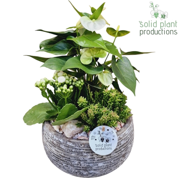 AE051 Dakota Small White Anthurium