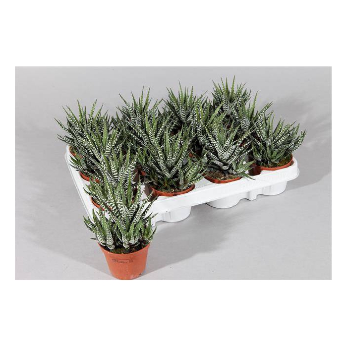 <h4>Haworthia fasciata Big Band 8Ø 15cm</h4>