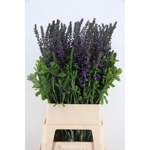 BAPTISIA AUSTRALIS BLUE/PURPLE 100CM
