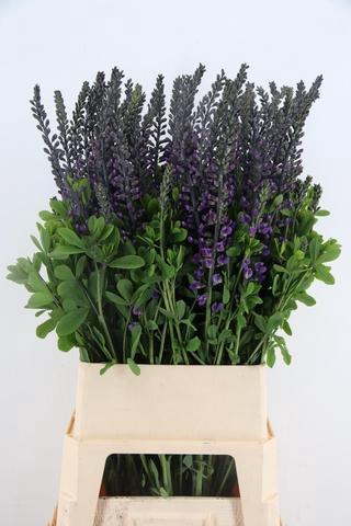 <h4>BAPTISIA AUSTRALIS BLUE/PURPLE 100CM</h4>