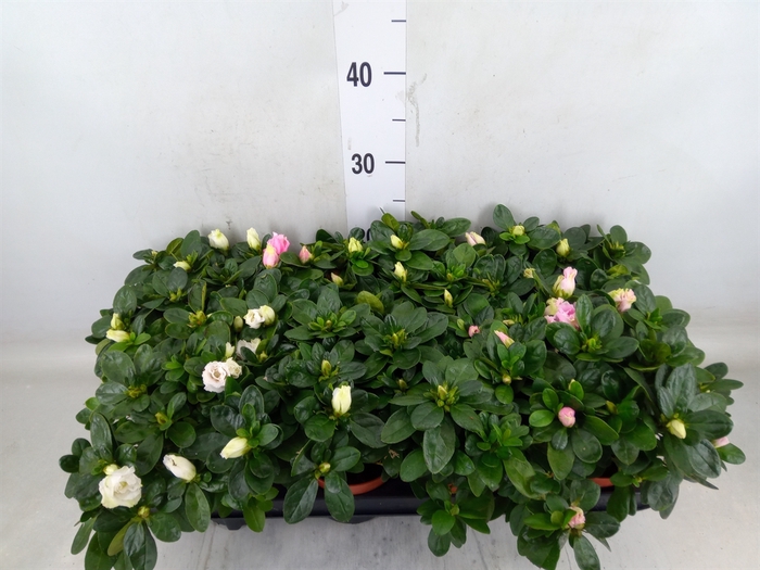 <h4>Rhododendron sim. 'Hellmut V' .mix</h4>