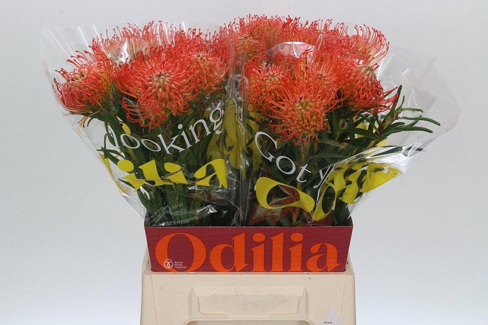 <h4>LEUCO CO SUCCESSION</h4>