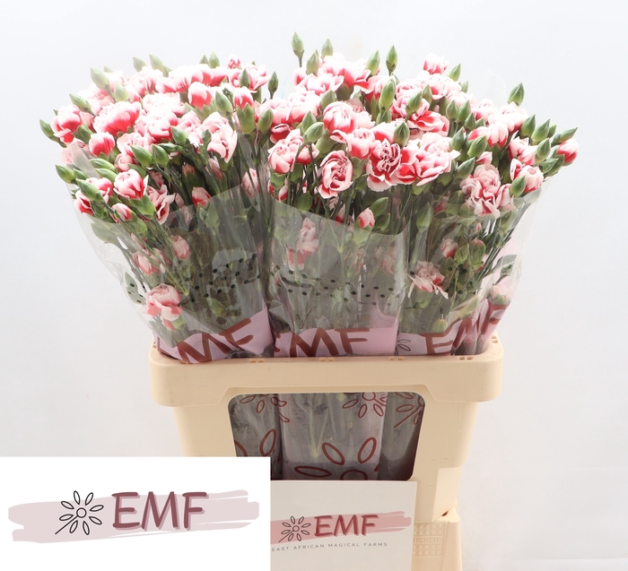 <h4>DI TR SWING</h4>