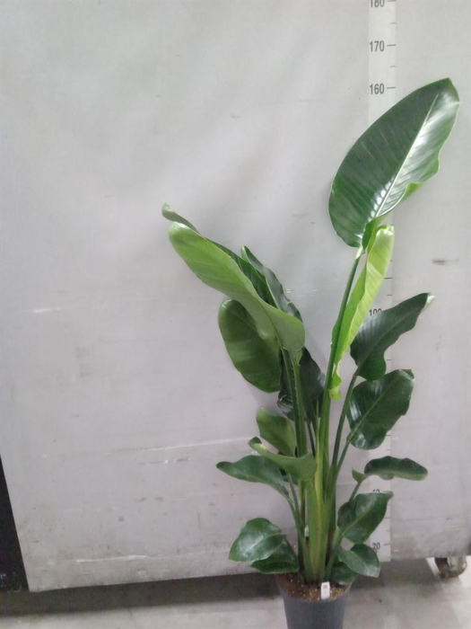 <h4>Strelitzia nicolai</h4>