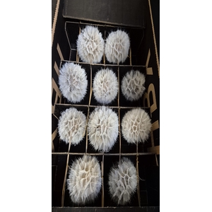 Y PRES PUSTE BLOEMEN