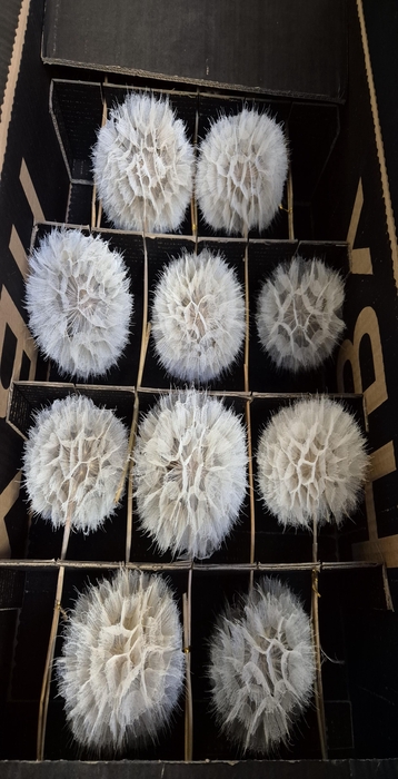 <h4>Y PRES PUSTE BLOEMEN</h4>