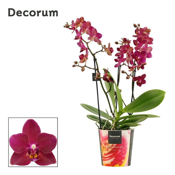 Phalaenopsis dazzling Devil 3-4 tak (Decorum)