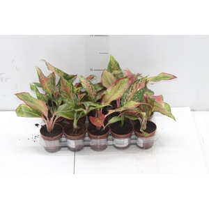 AGLAONEMA VARIADA P06