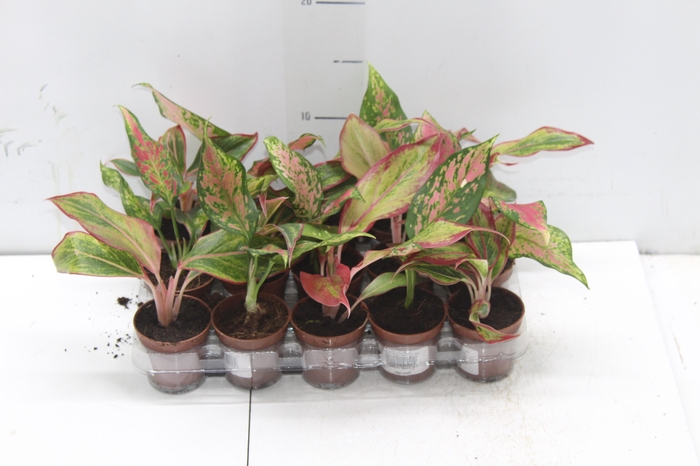<h4>AGLAONEMA VARIADA P06</h4>