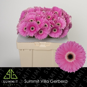 Gerbera Dreamer Water