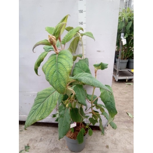 Hydrangea aspera