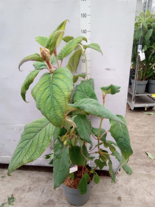 <h4>Hydrangea aspera</h4>