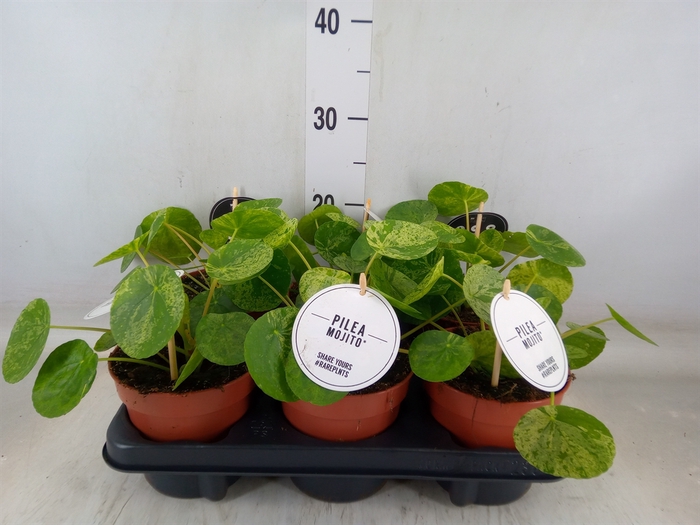 <h4>Pilea peperomoides</h4>