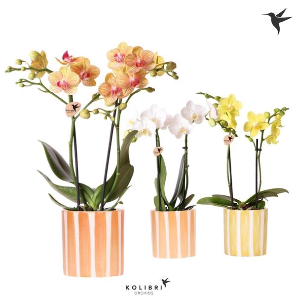 <h4>Phalaenopsis Multifloratypes overig</h4>