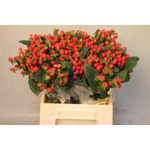 Hyp Mag Triumph Boxes