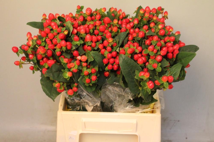 <h4>Hyp Mag Triumph Boxes</h4>